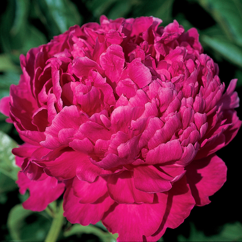 Paeonia_BestMan_1024x1024.png?