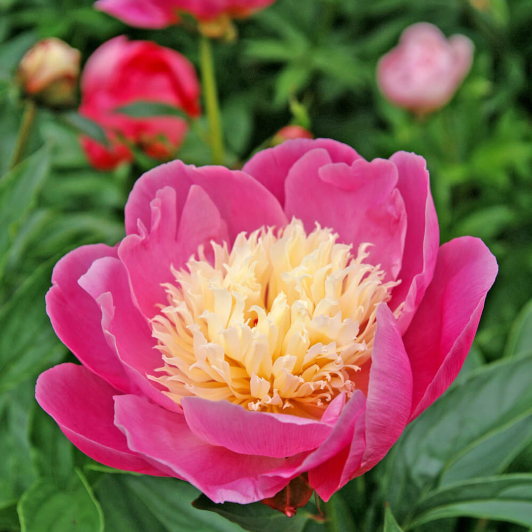 Paeonia 'Bowl of Beauty'