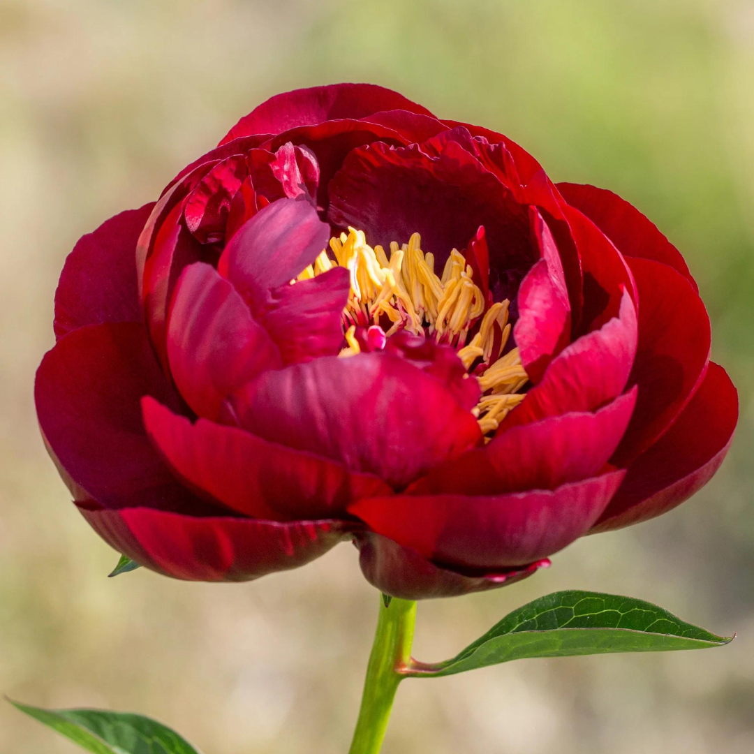 Paeonia 'Buckeye Belle'