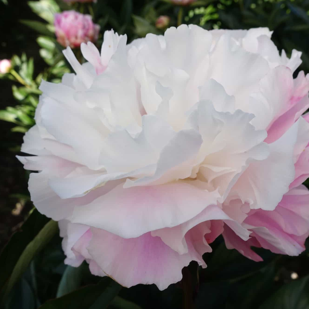 Paeonia 'Catharina Fontijn'