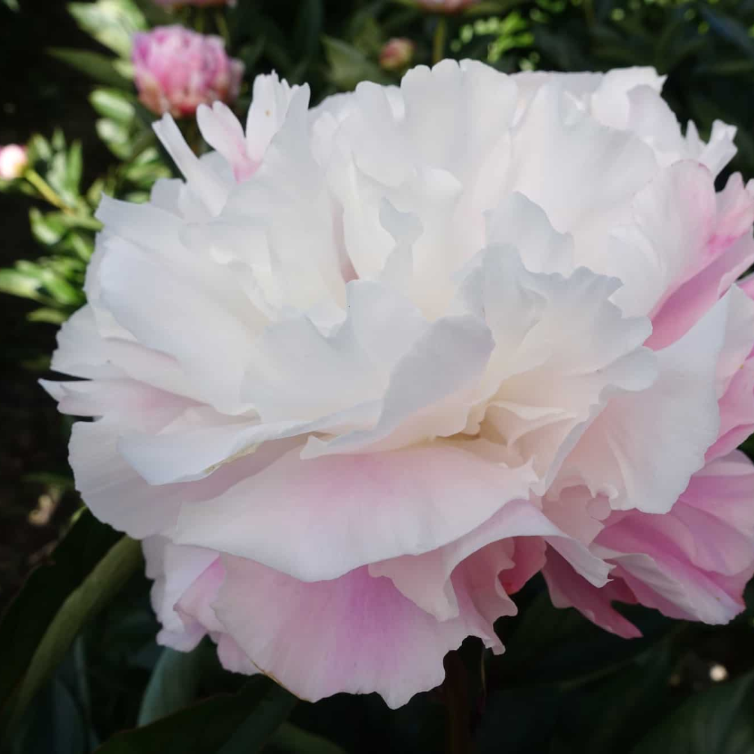 Shop Paeonia 'Catharina Fontijn' | Locally Grown| Trusted by Gardeners ...