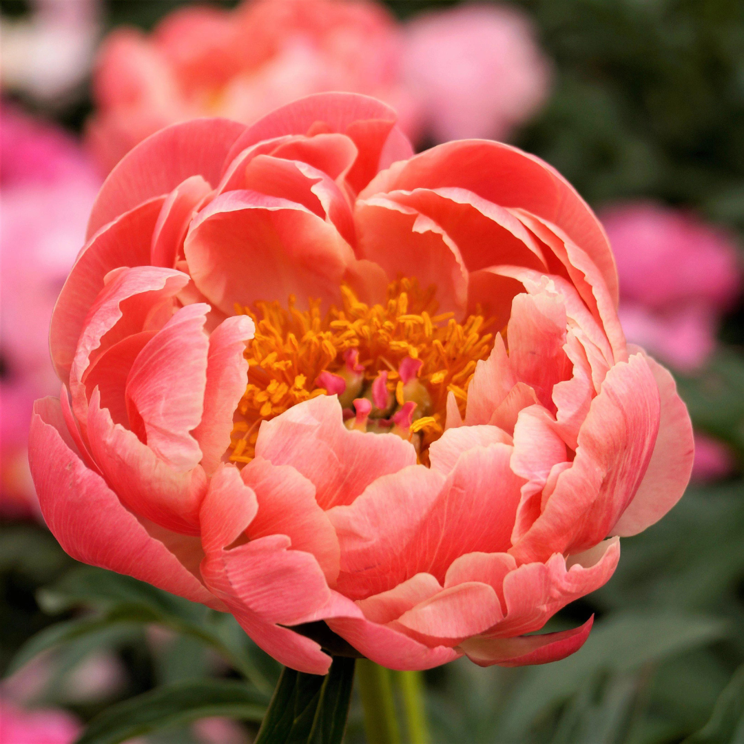 Paeonia 'Coral Charm'