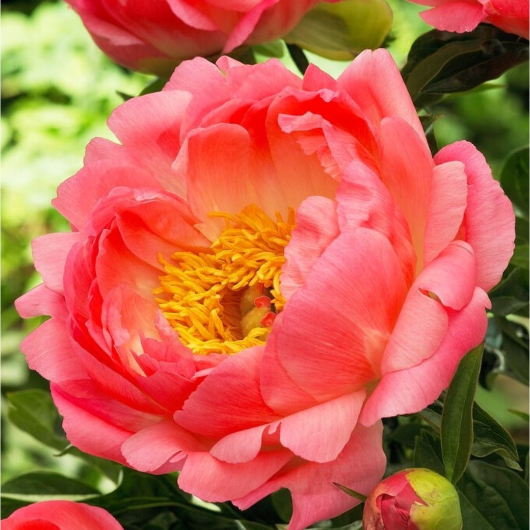 Paeonia 'Coral Sunset' – A Dazzling Display of Sunset Hues