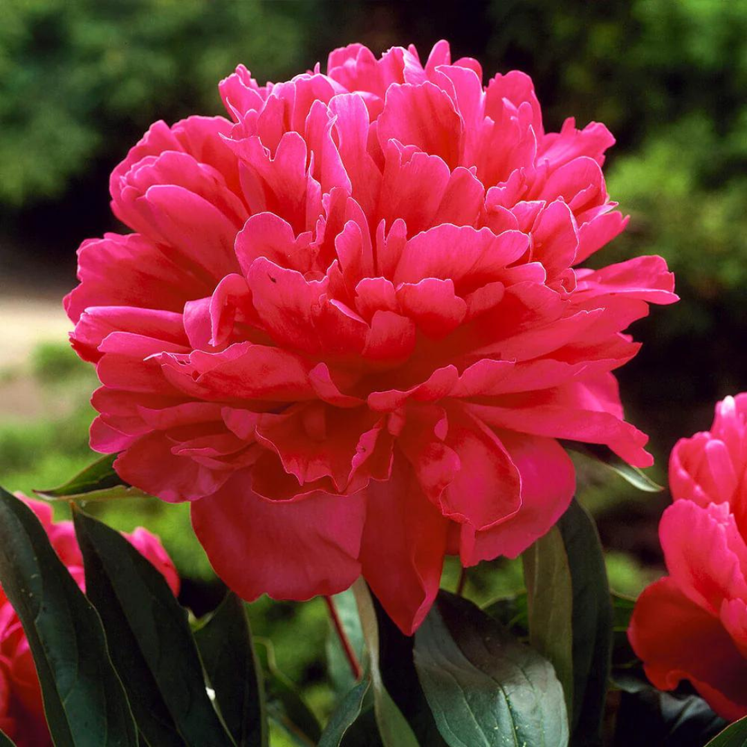 Paeonia 'Felix Crousse'