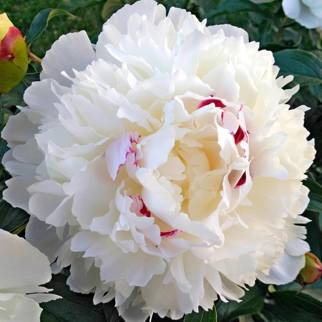 Paeonia 'Festiva Maxima'