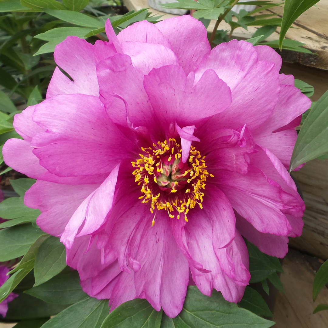 Paeonia 'First Arrival'