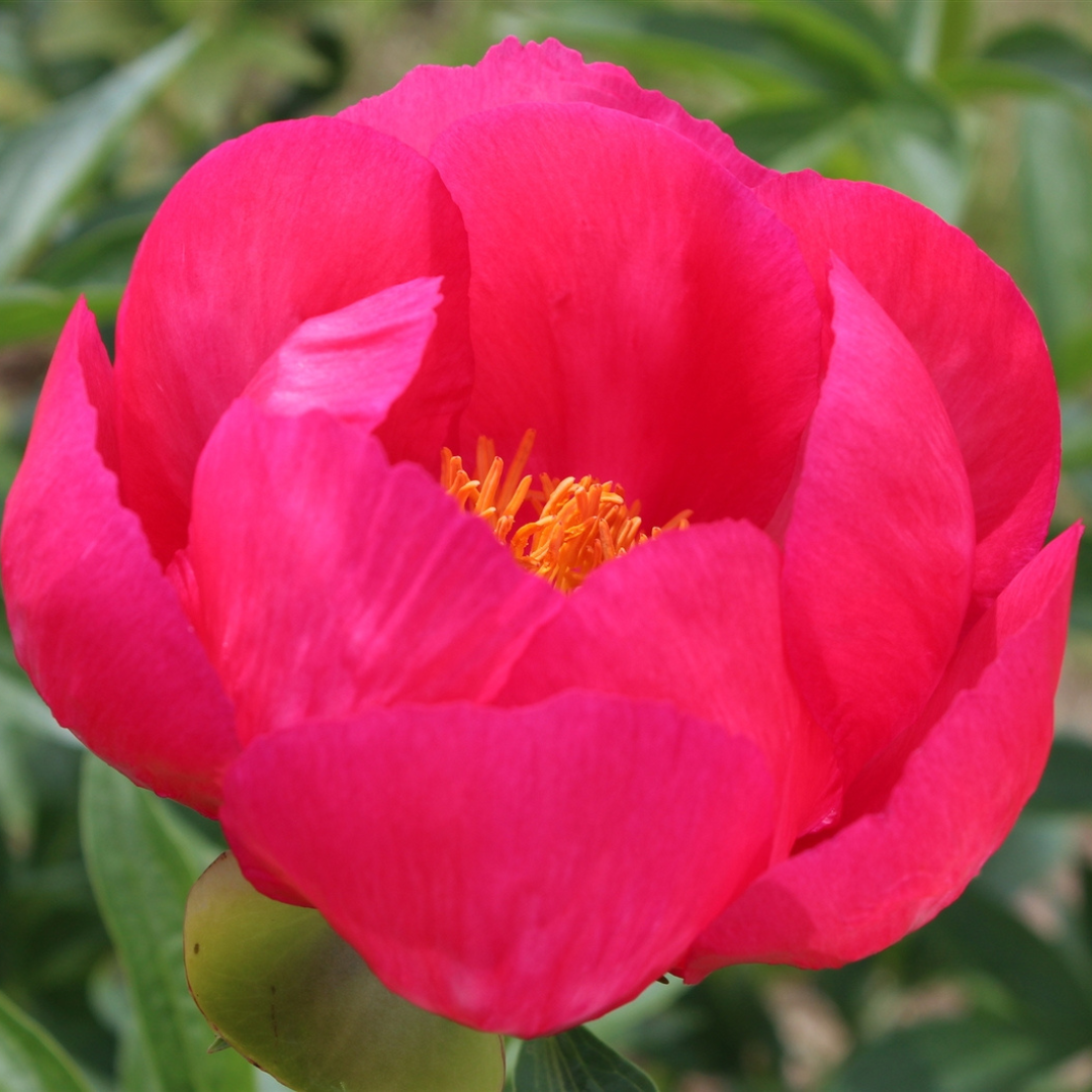 Paeonia 'Flame' – Black Sheep Perennials