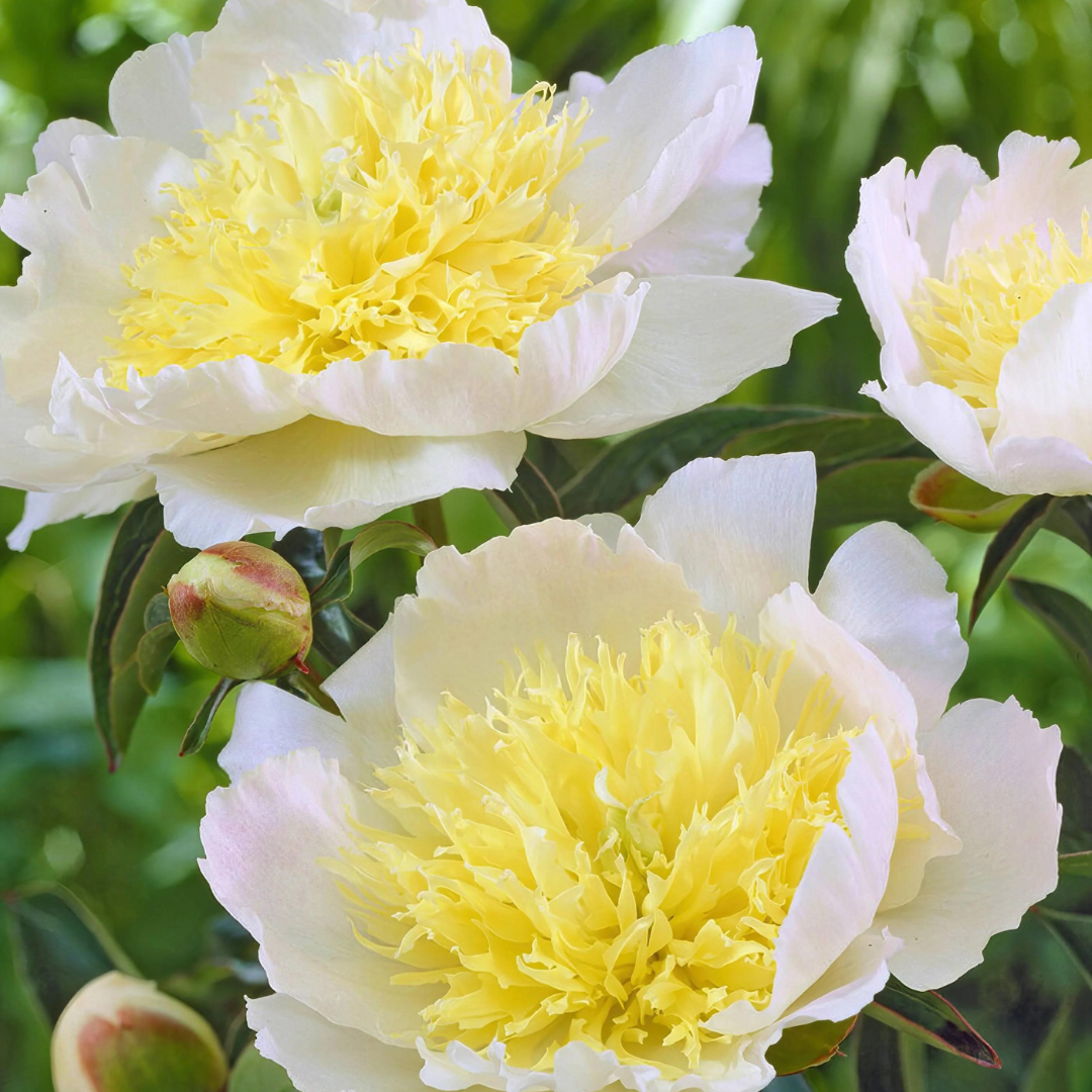 Paeonia 'Honey Gold'