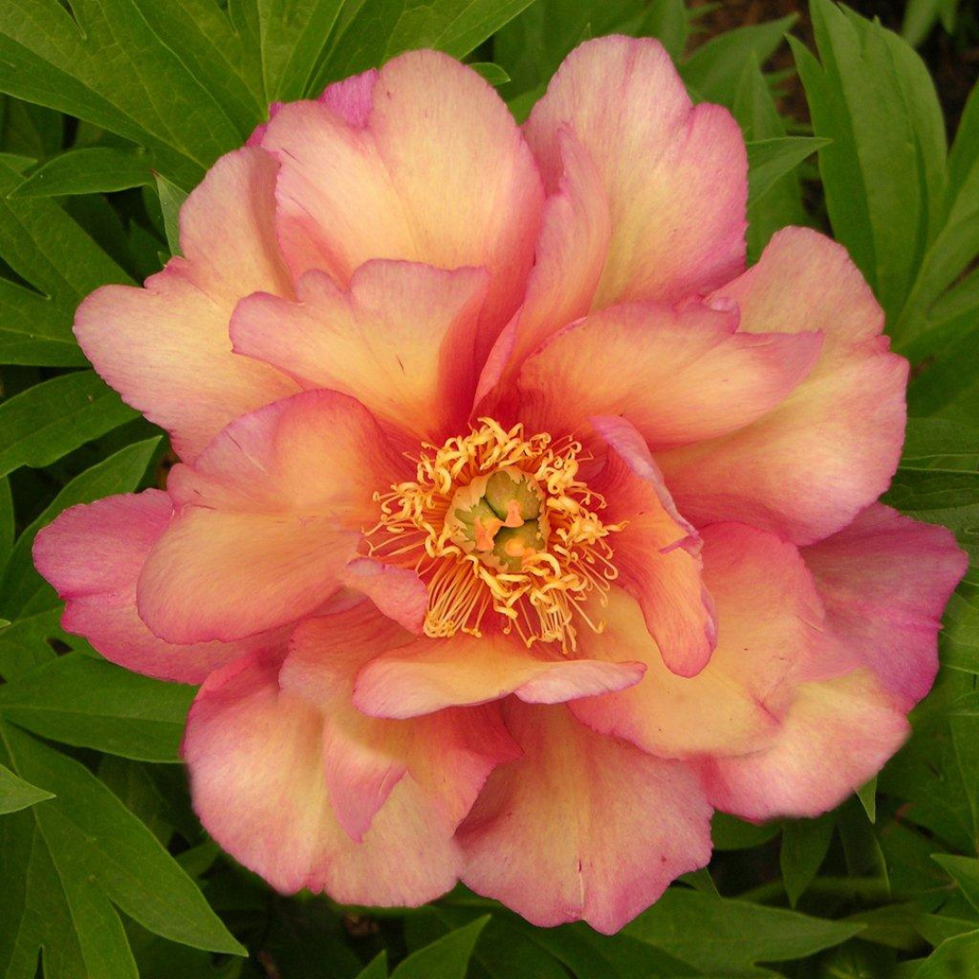 Paeonia 'Julia Rose'