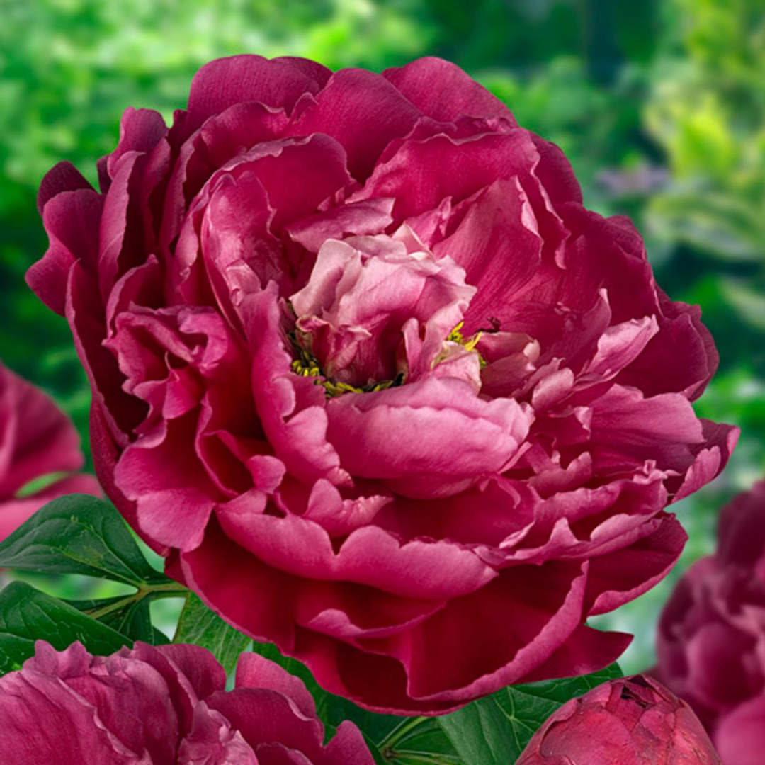 Paeonia 'Karl Rosenfield'