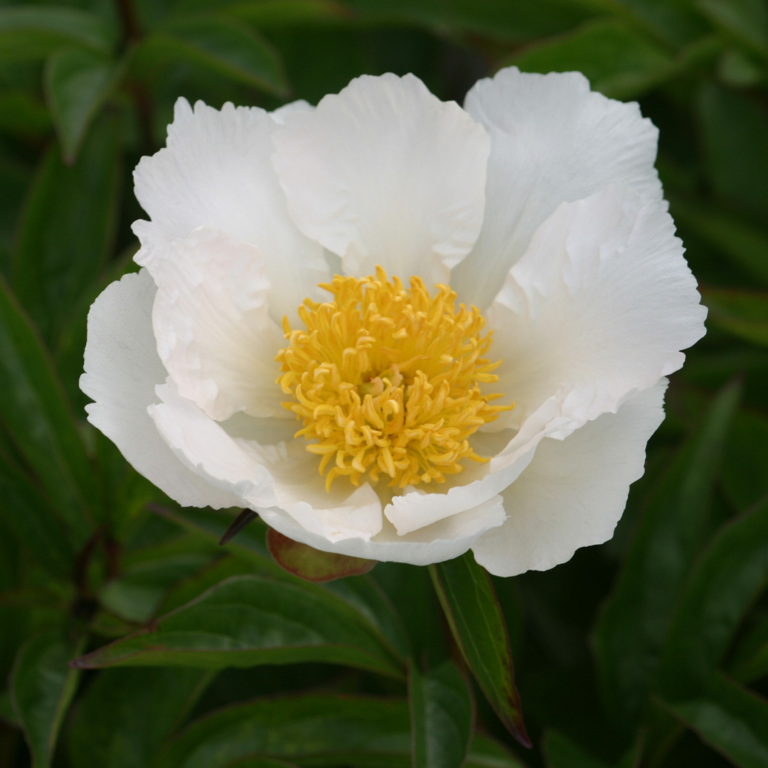 Paeonia 'Krinkled White' – A Delicate Display of Textured Elegance