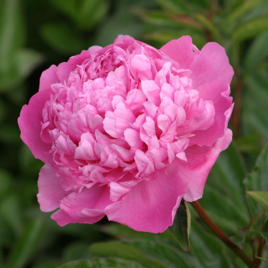 Paeonia 'Monsieur Jules Elie'