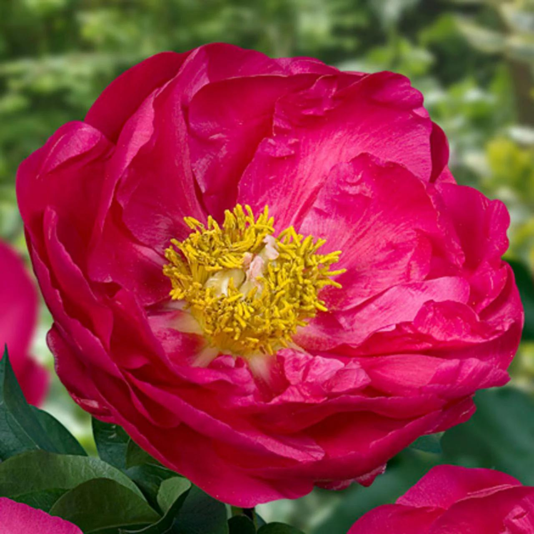 Paeonia 'Paula Fay'