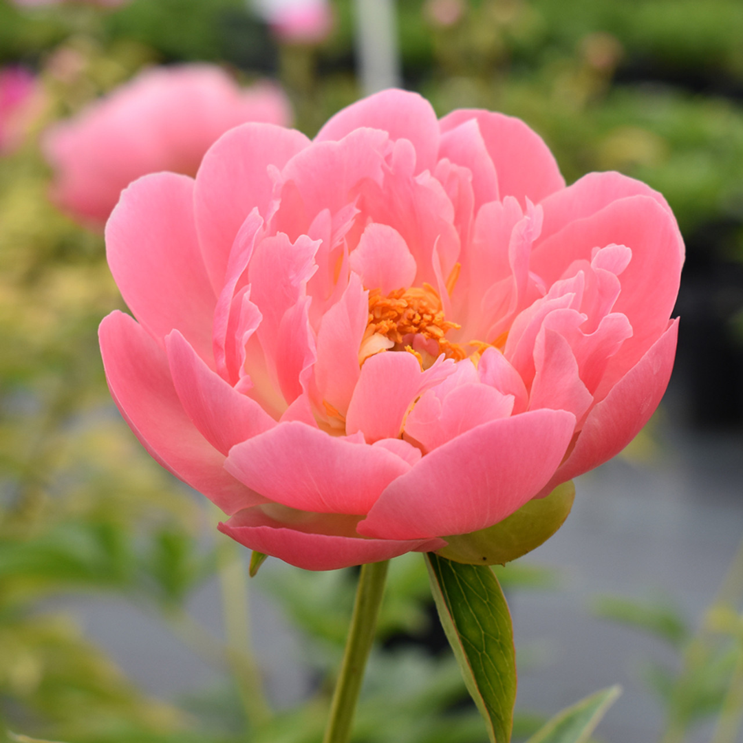 Paeonia 'Pink Hawaiian Coral'