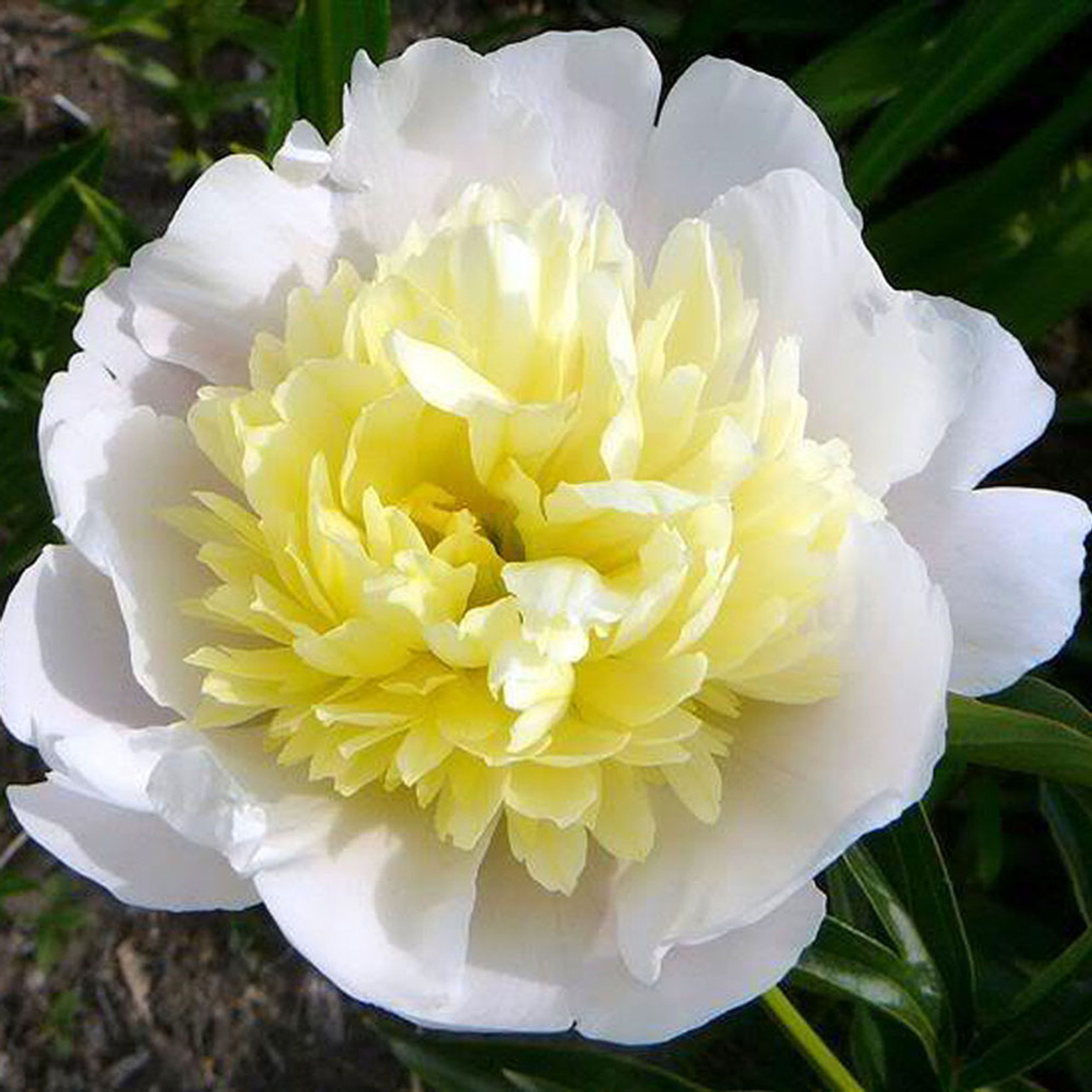 Paeonia 'Primavere'