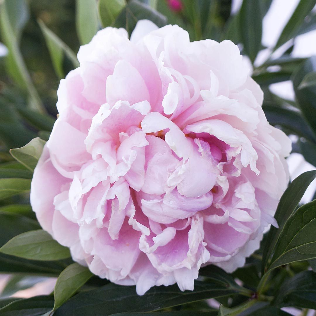 Paeonia 'Sarah Bernhardt'