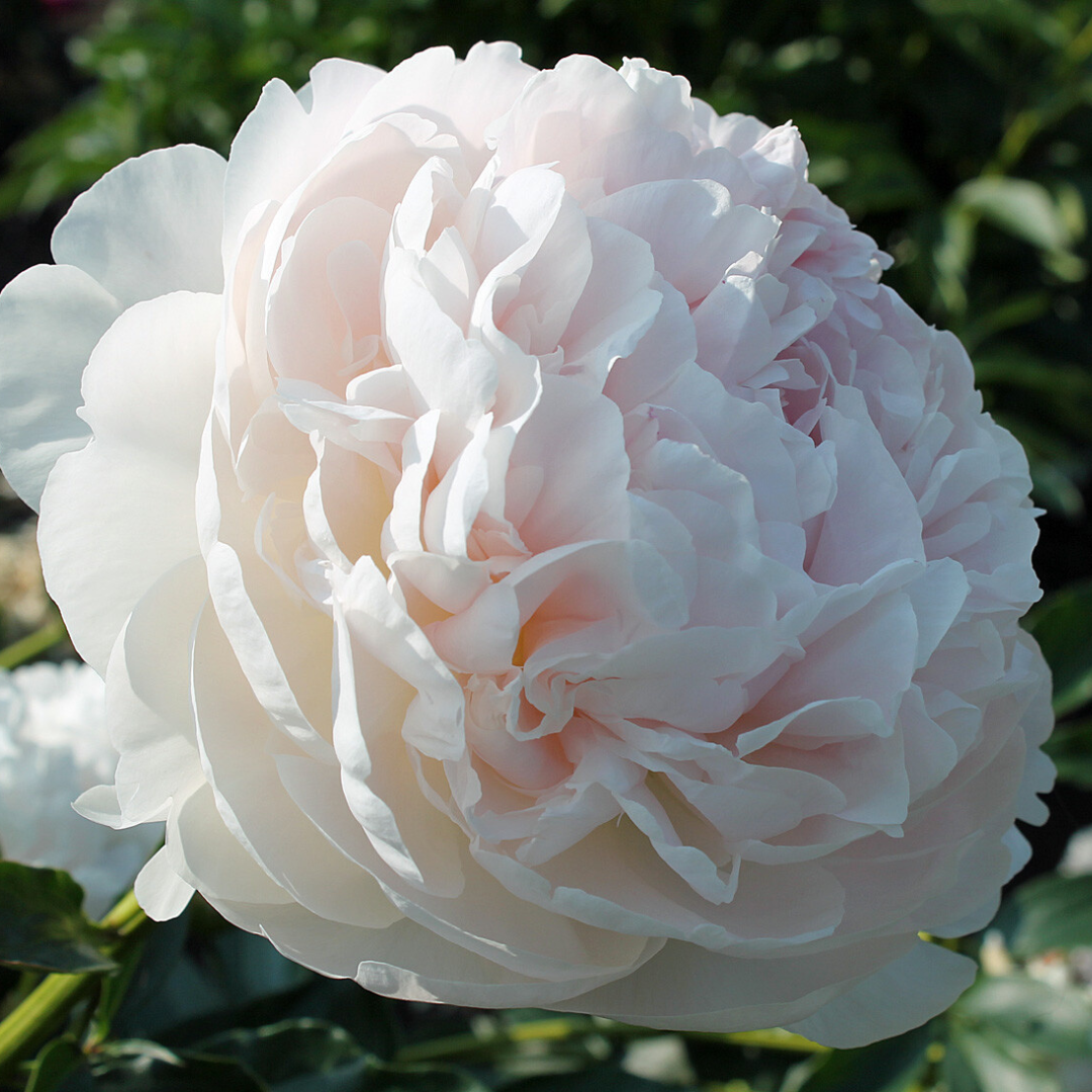 Paeonia 'Shirley Temple' – Soft Elegance in a Classic Bloom