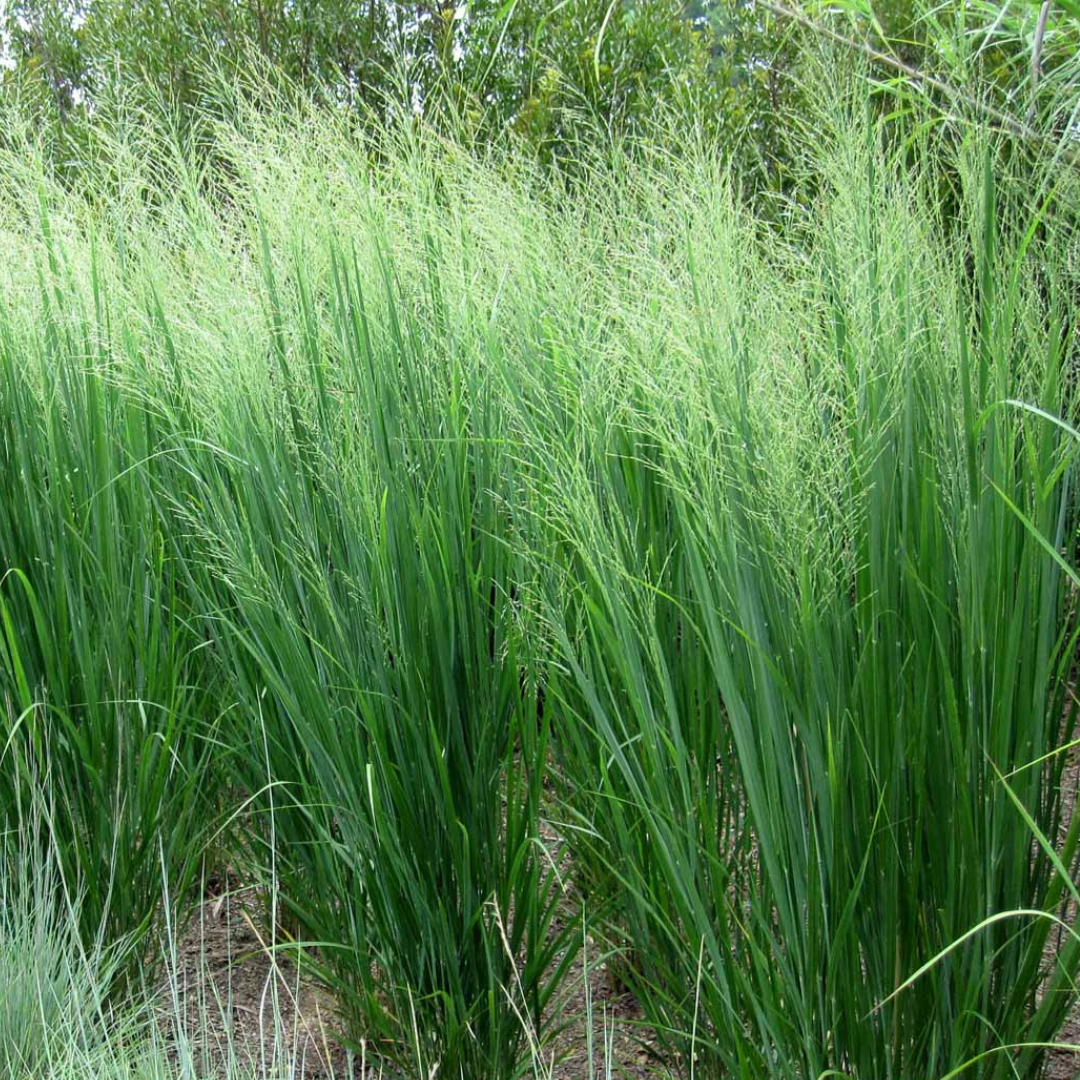 Panicum virgatum