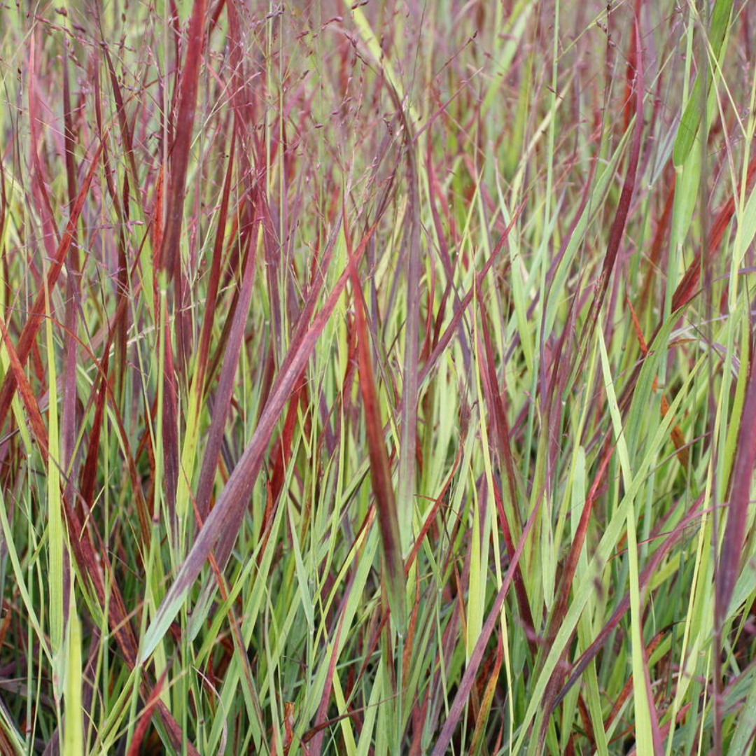 Panicum virgatum 'Blood Brothers'