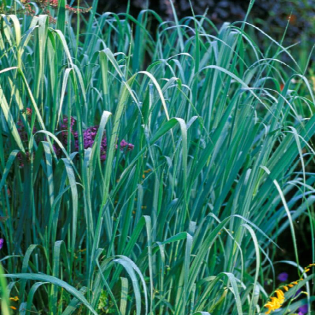 Panicum virgatum 'Dallas Blue'