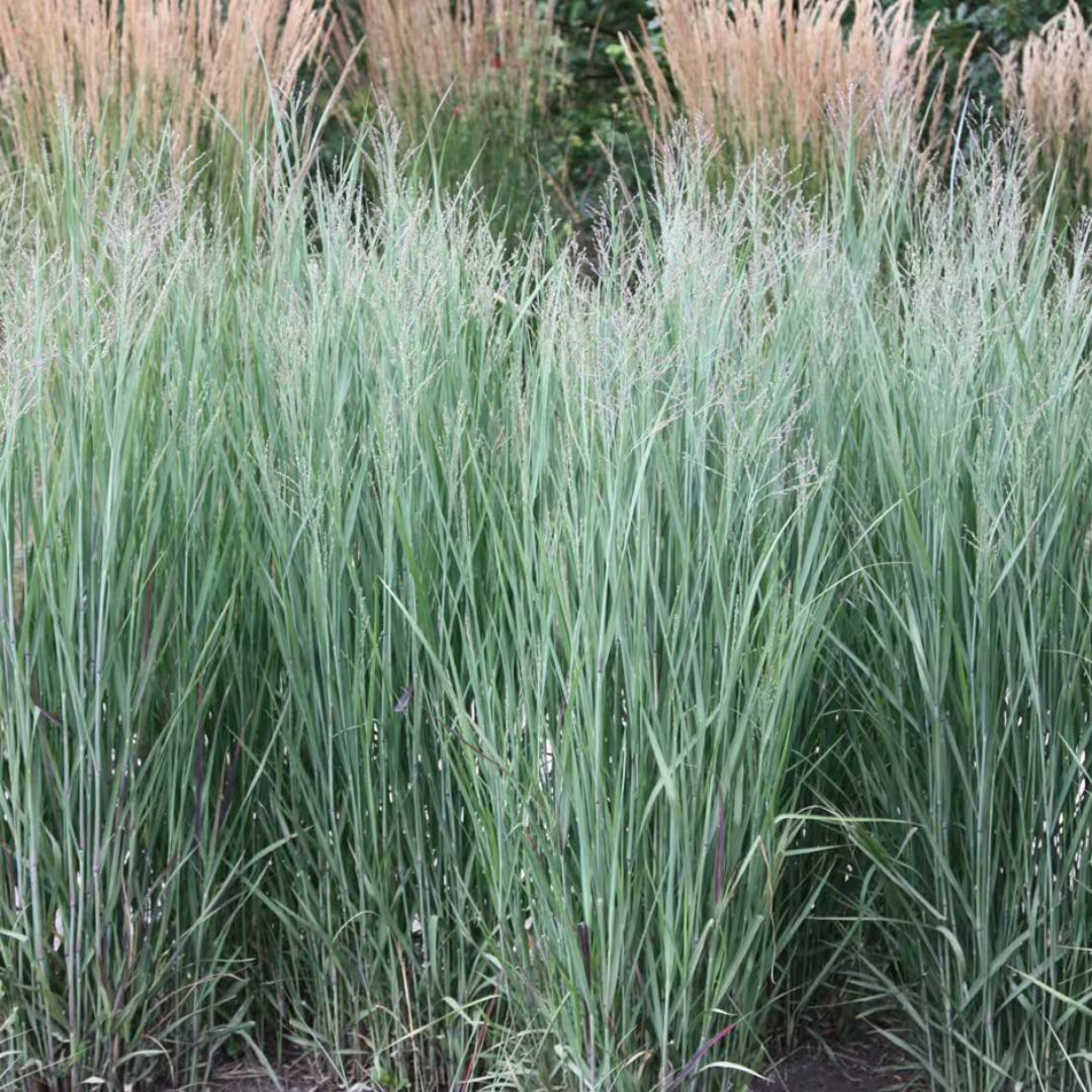 Panicum virgatum 'Heavy Metal'