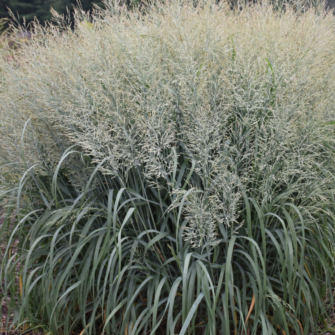 Panicum virgatum 'Niagara Falls'