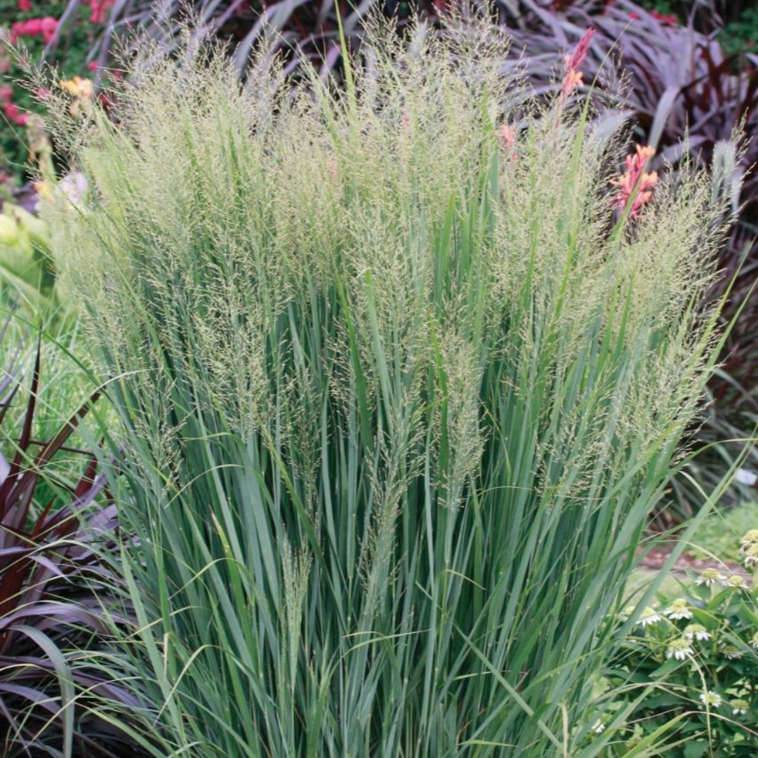 Panicum virgatum 'Northwind'