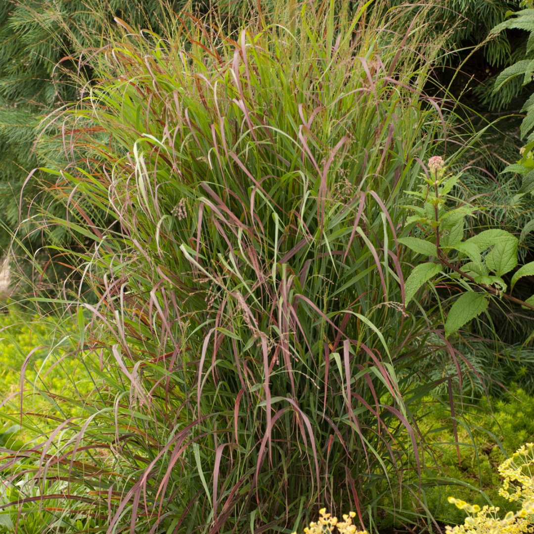 Panicum virgatum 'Prairie Fire'