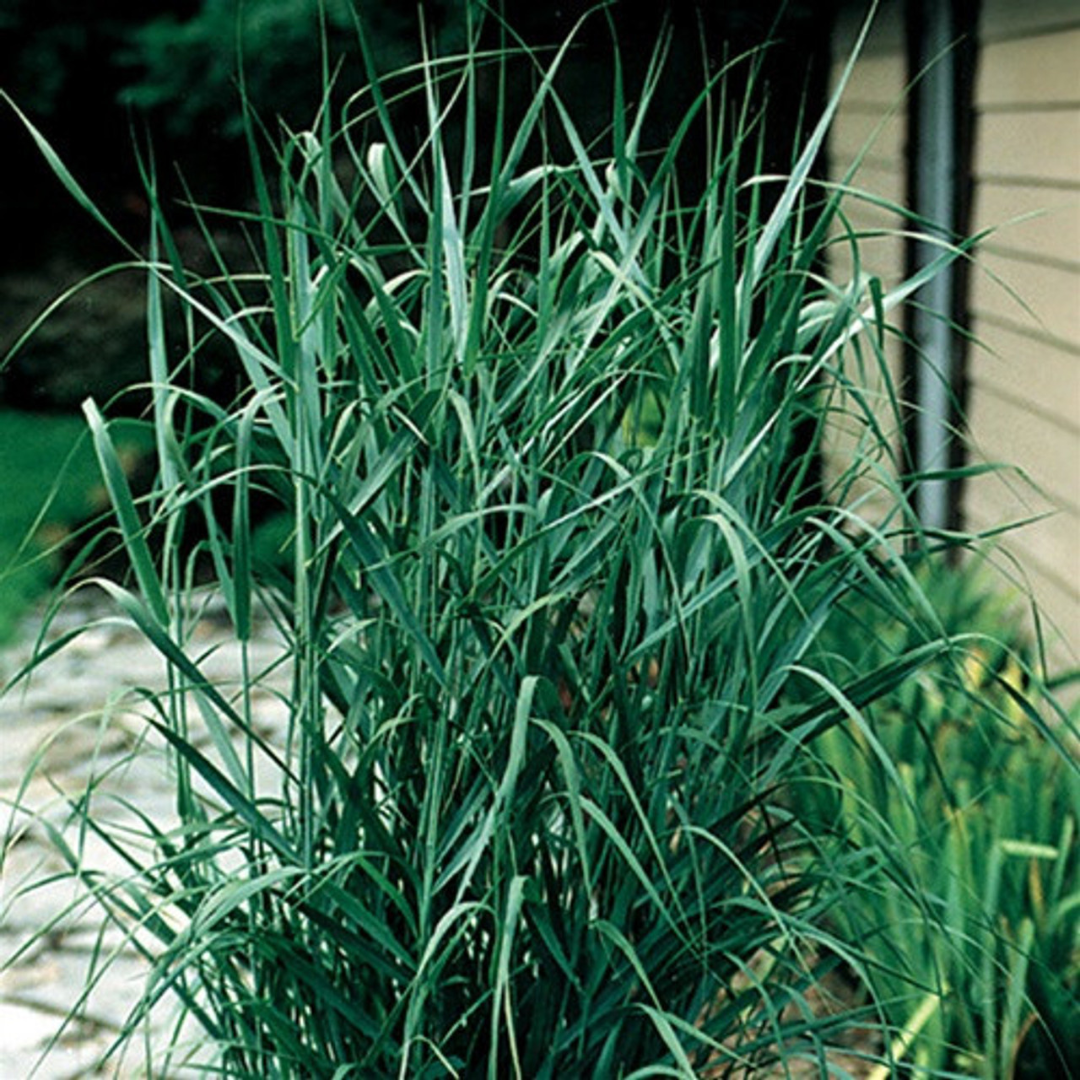 Panicum virgatum 'Prairie Sky'