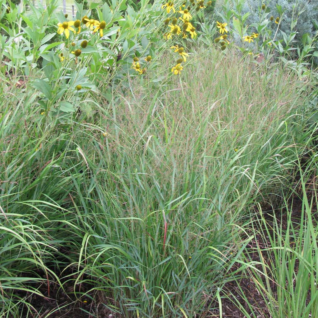 Panicum virgatum 'Rotstrahlbusch'