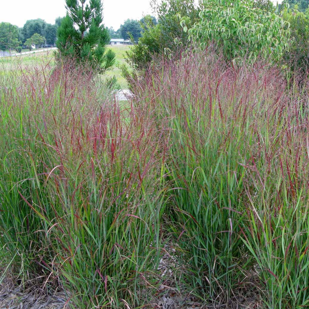 Panicum virgatum 'Shenandoah'