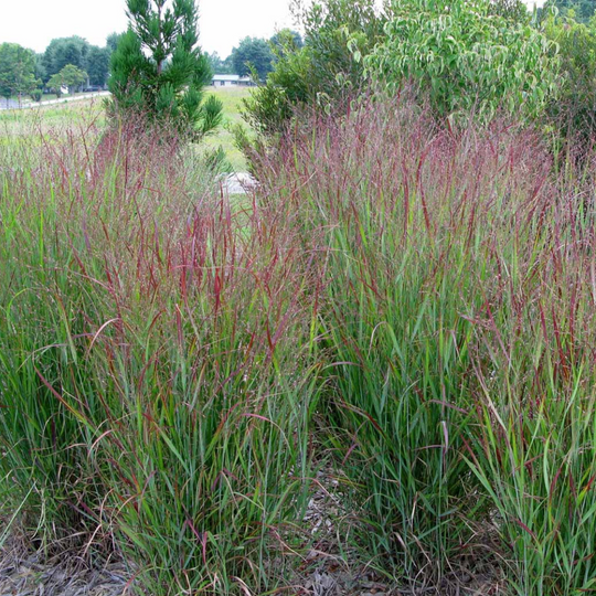 Shop Panicum 'Shenandoah' | Ontario Grown Native Grass | Trusted by ...