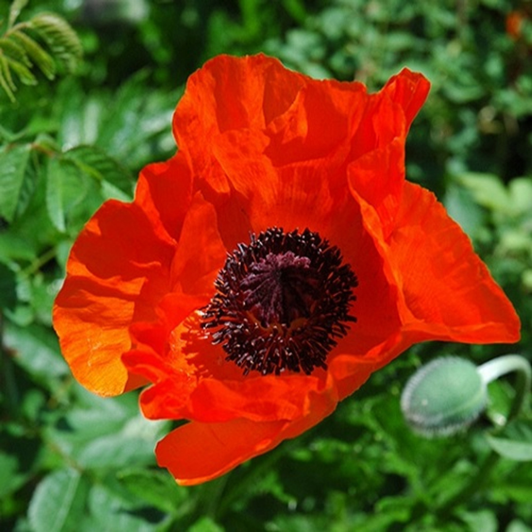 Papaver orientale 'Allegro'