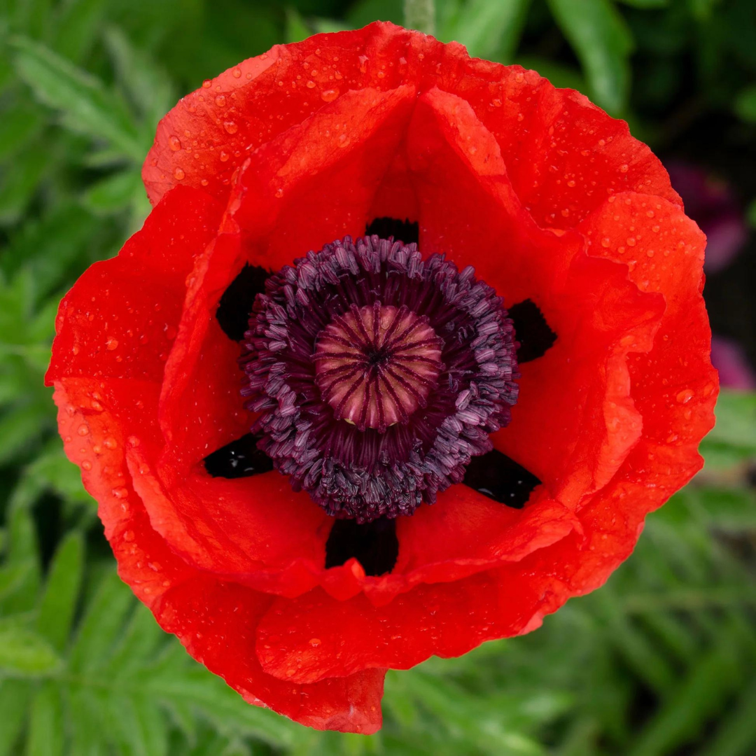 Papaver orientale 'Beauty of Livermere'