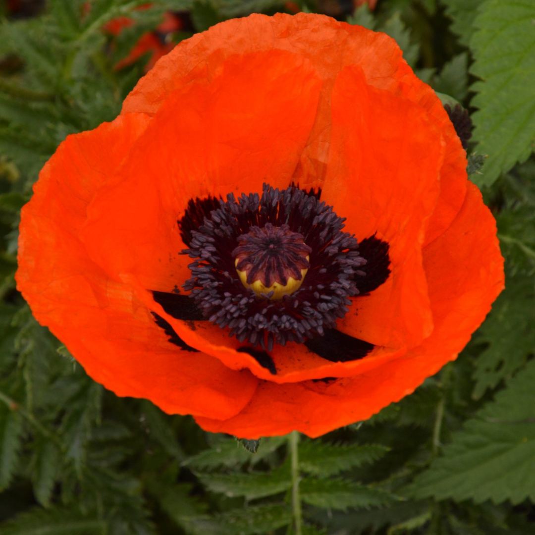 Papaver orientale 'Brilliant'