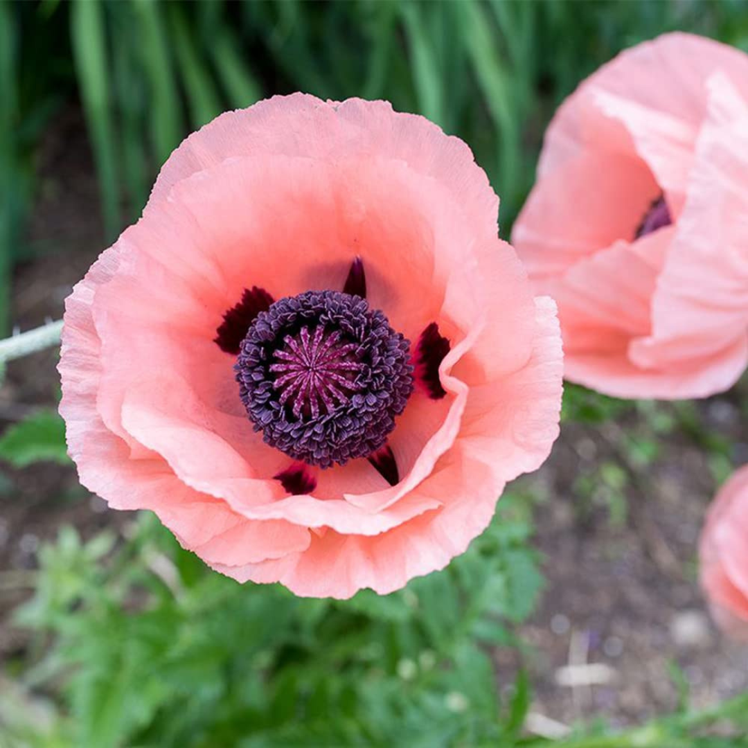 Papaver orientale 'Princess Victoria Louise'