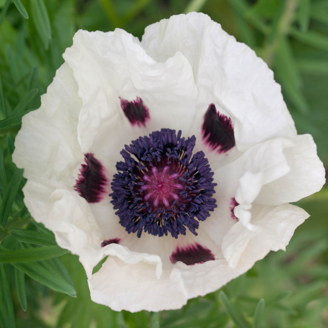 Papaver orientale 'Royal Wedding'