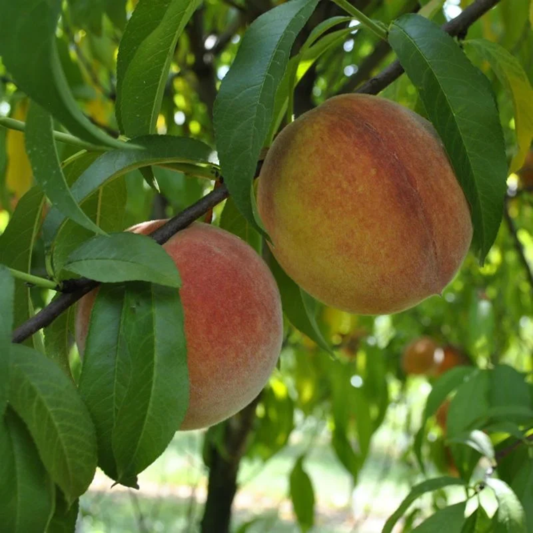 Peach x 'Baby Gold 5'