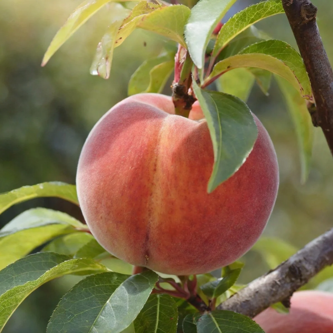 Peach x 'Flamin' Fury®'