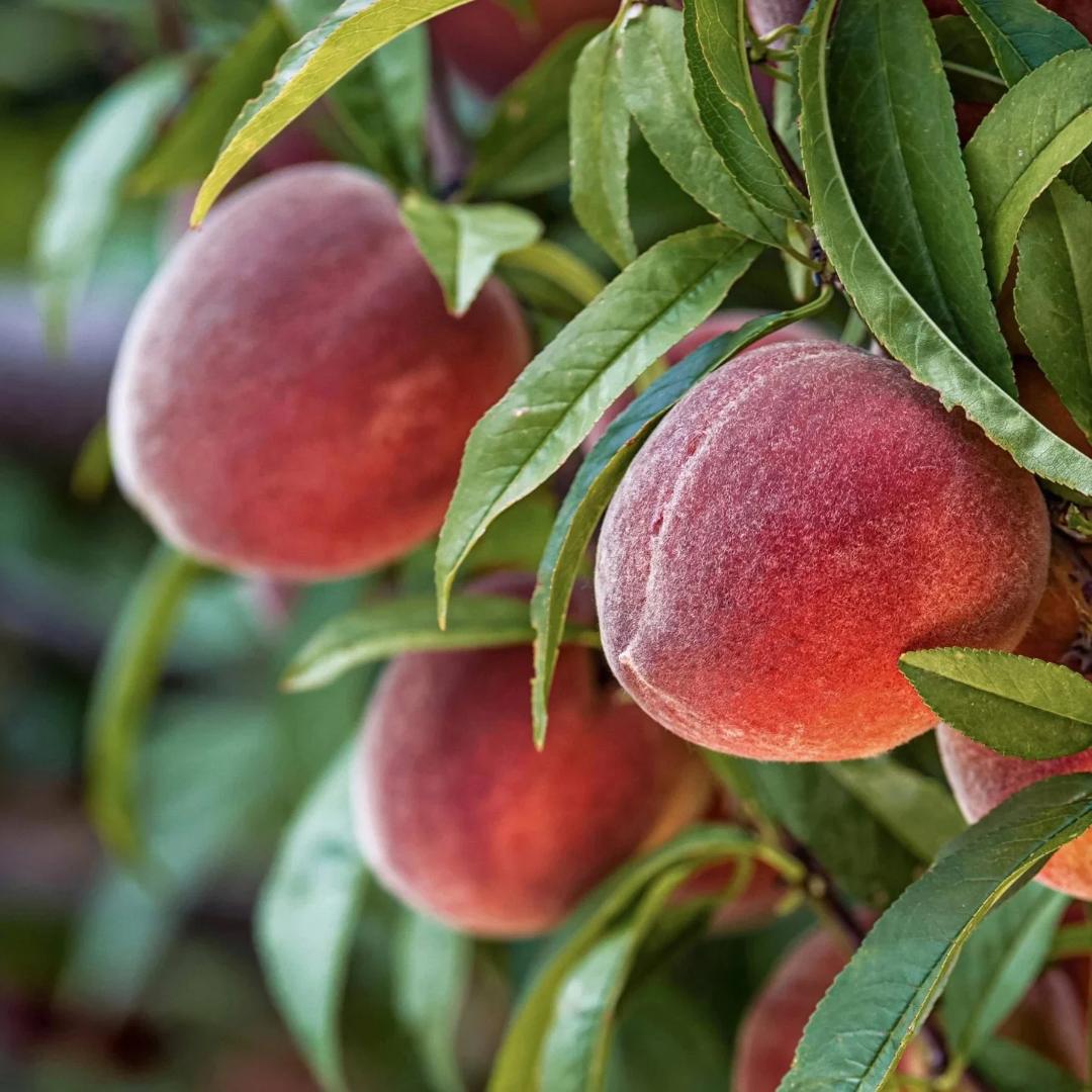 Peach x 'Redhaven'