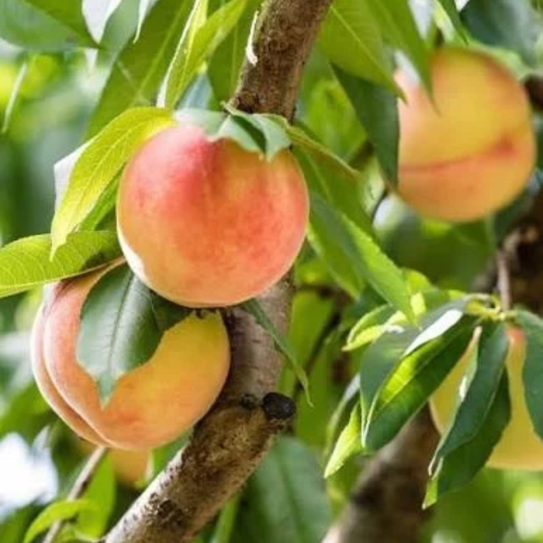 Peach x 'Veteran'
