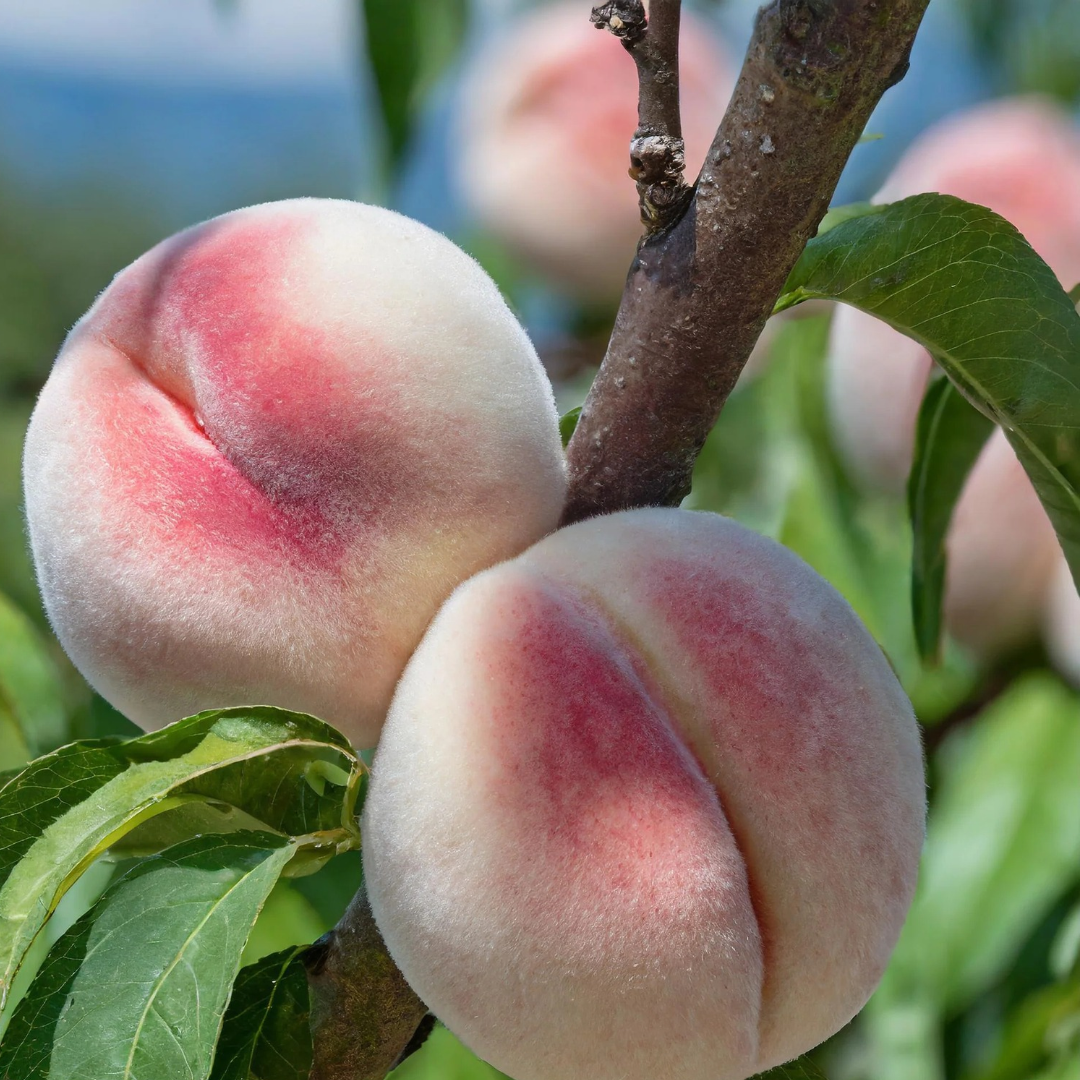 Peach x 'White Lady'