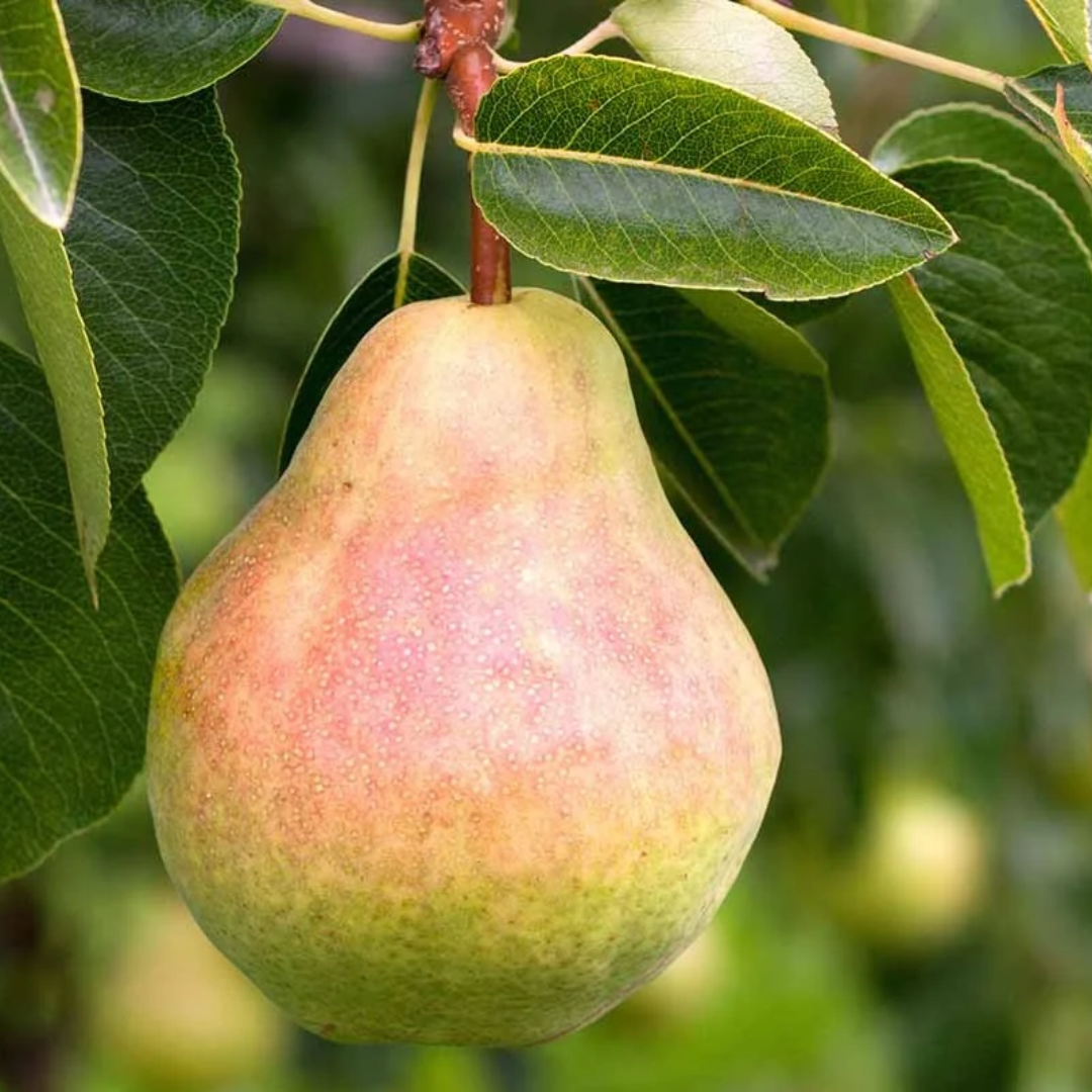 Pear x 'Bartlett'