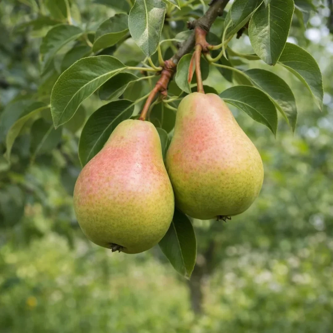 Pear x 'Anjou'