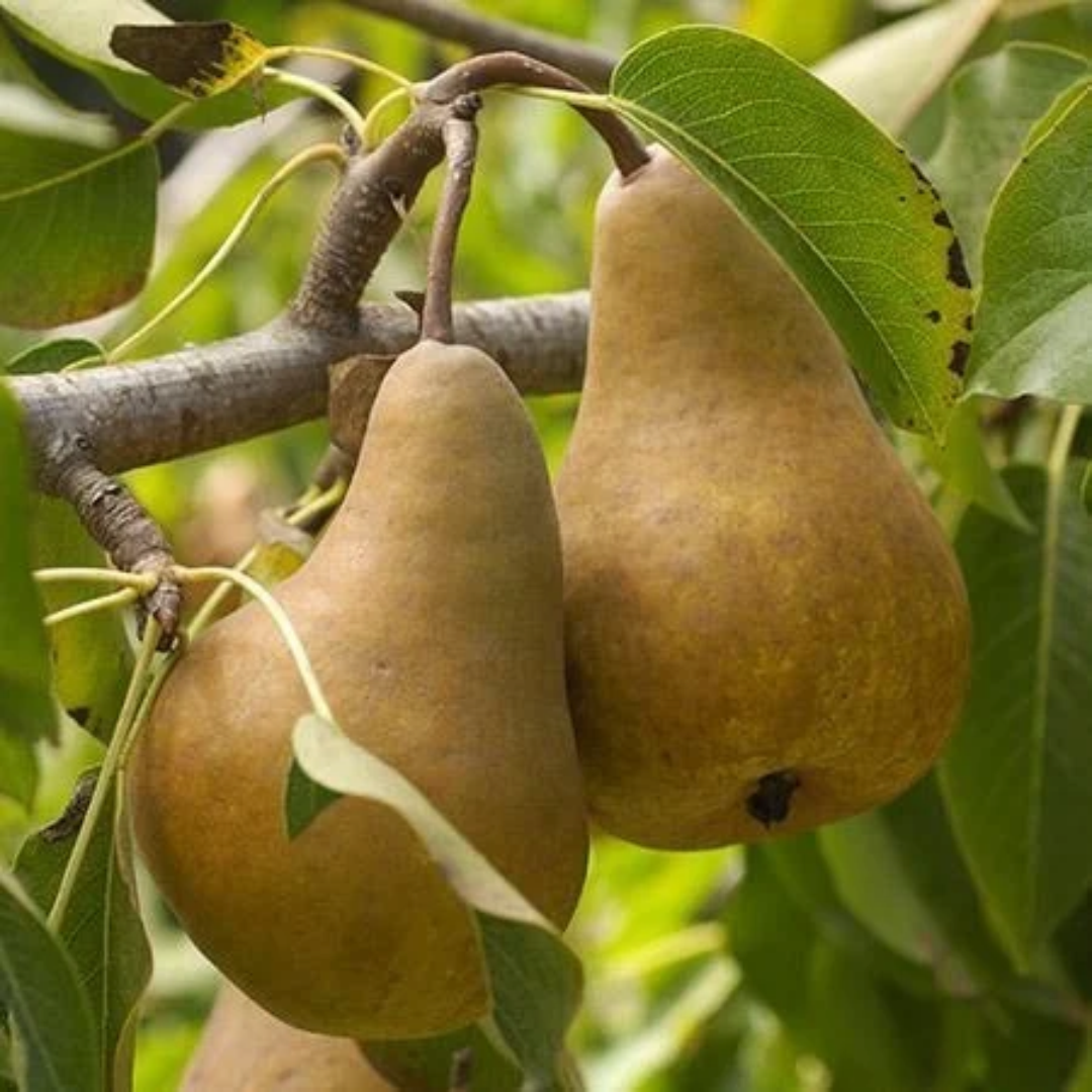 Pear x 'Bosc'