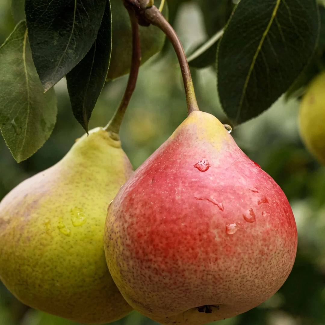Pear x 'Clapp's Favorite'