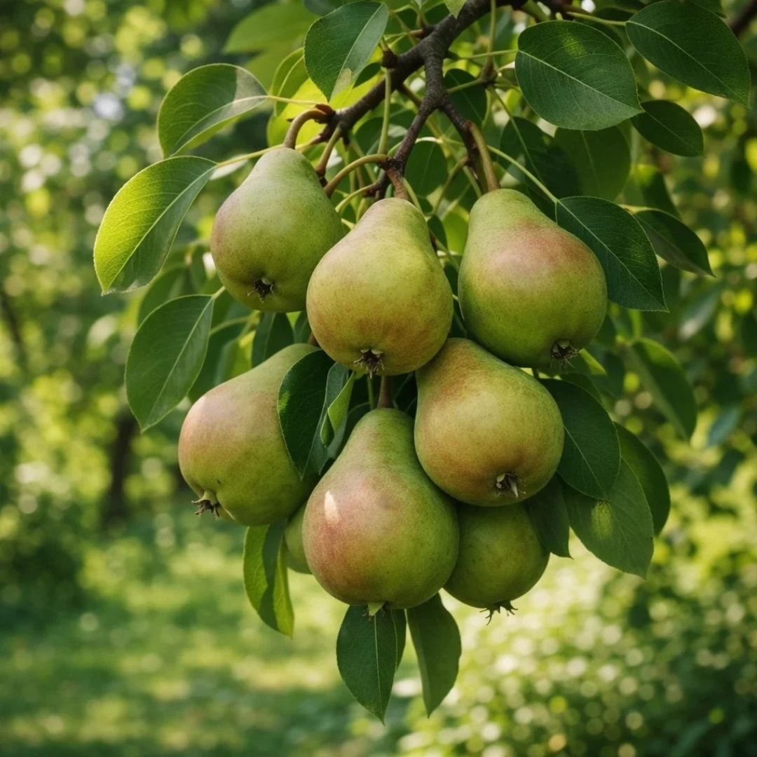 Pear x 'Flemish Beauty'