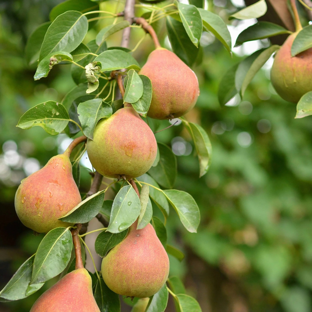 Pear x 'Golden Spice'