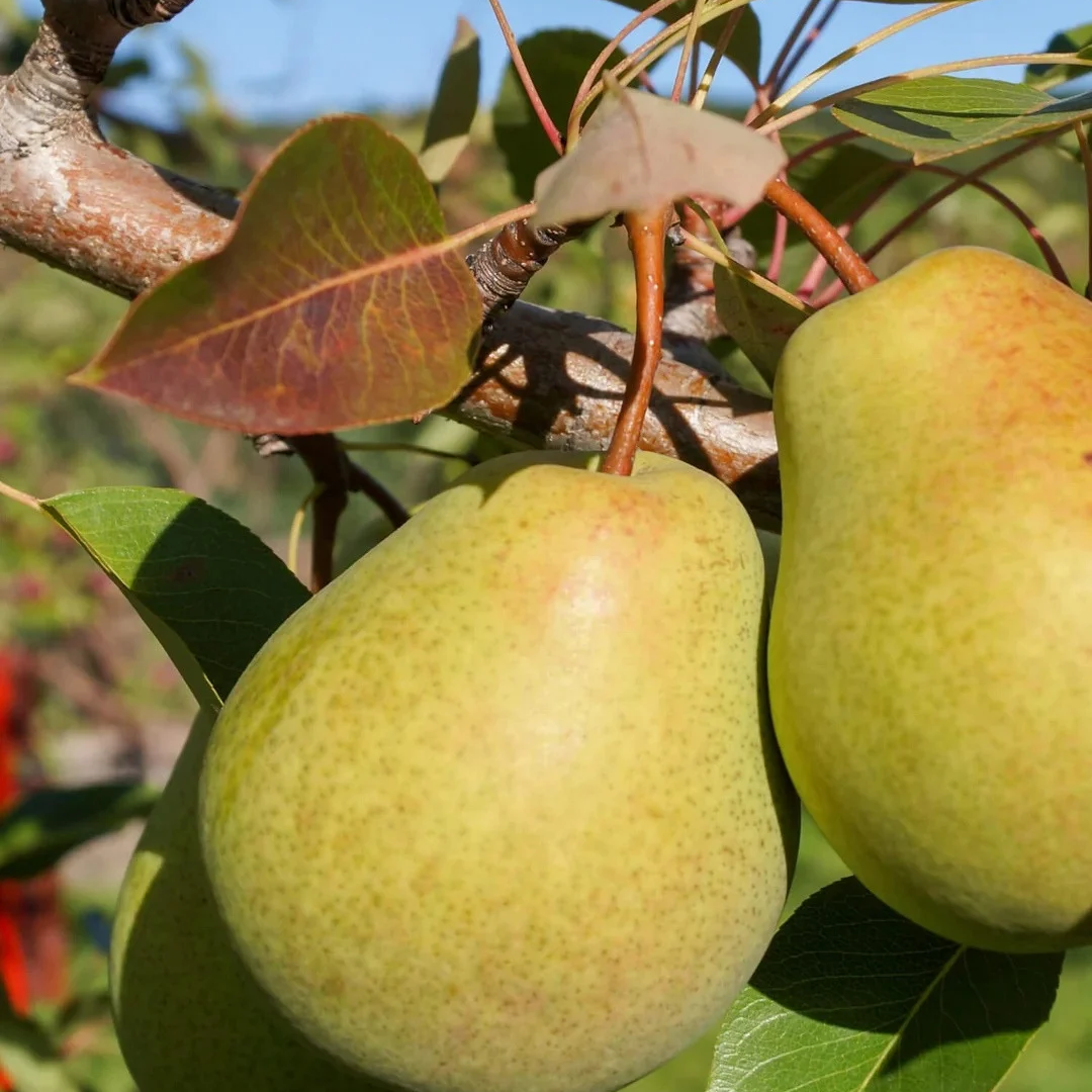 Pear x 'Summercrisp'