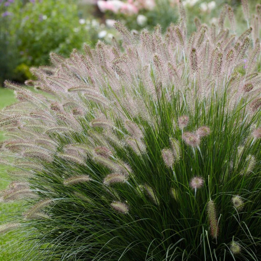 Pennisetum alopecuroides